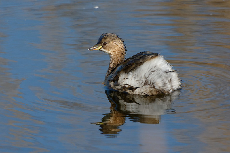 Grebe castagneux.jpg